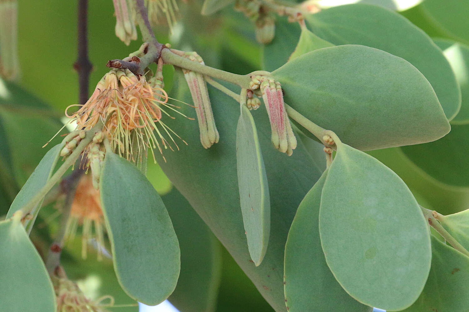 Image of Amyema villiflora (Domin) Barlow