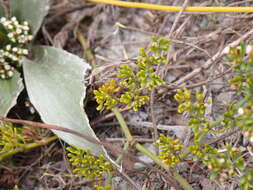 Image of American nailwort