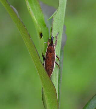 Image of Lixus placidus Le Conte 1876