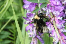 Image of short-haired bumblebee