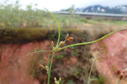 Image de Fimbristylis dichotoma var. ochotensis (Meinsh.) T. Koyama