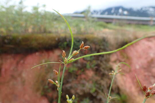 Image of Fimbristylis dichotoma var. ochotensis (Meinsh.) T. Koyama