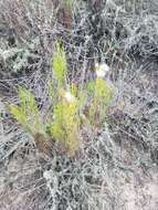 Image of dune ragwort