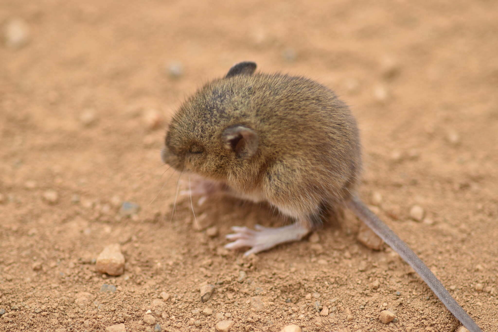 Слика од Oligoryzomys longicaudatus (Bennett 1832)