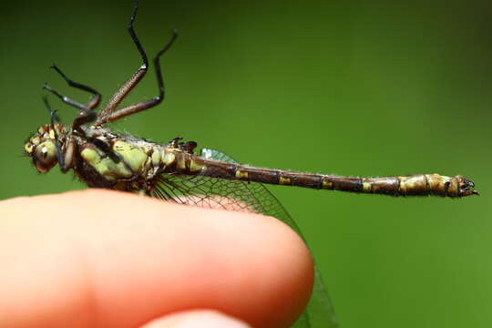 Image de Neogomphus Selys 1858