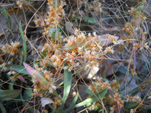 Image of chaparral dodder