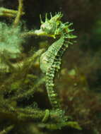 Image of Knobby Seahorse