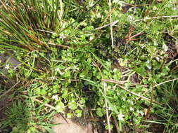 Image of Ranunculus omiophyllus Ten.