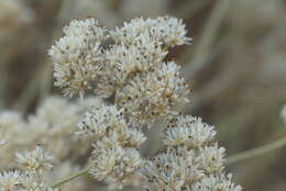 Image of Helichrysum tomentosulum subsp. tomentosulum