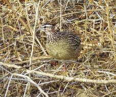 Image of Crested Francolin