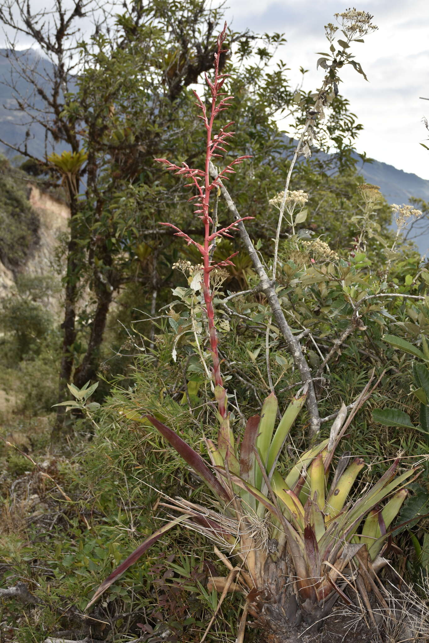 Image of Tillandsia tovarensis Mez