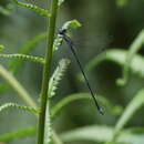 Imagem de Lestes pruinescens Martin 1910