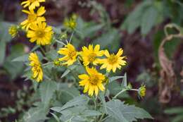 Image of Golden Crownbeard