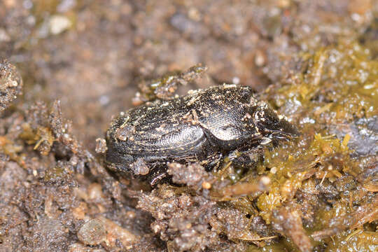 Image of Onthophagus (Amphionthophagus) melitaeus (Fabricius 1798)