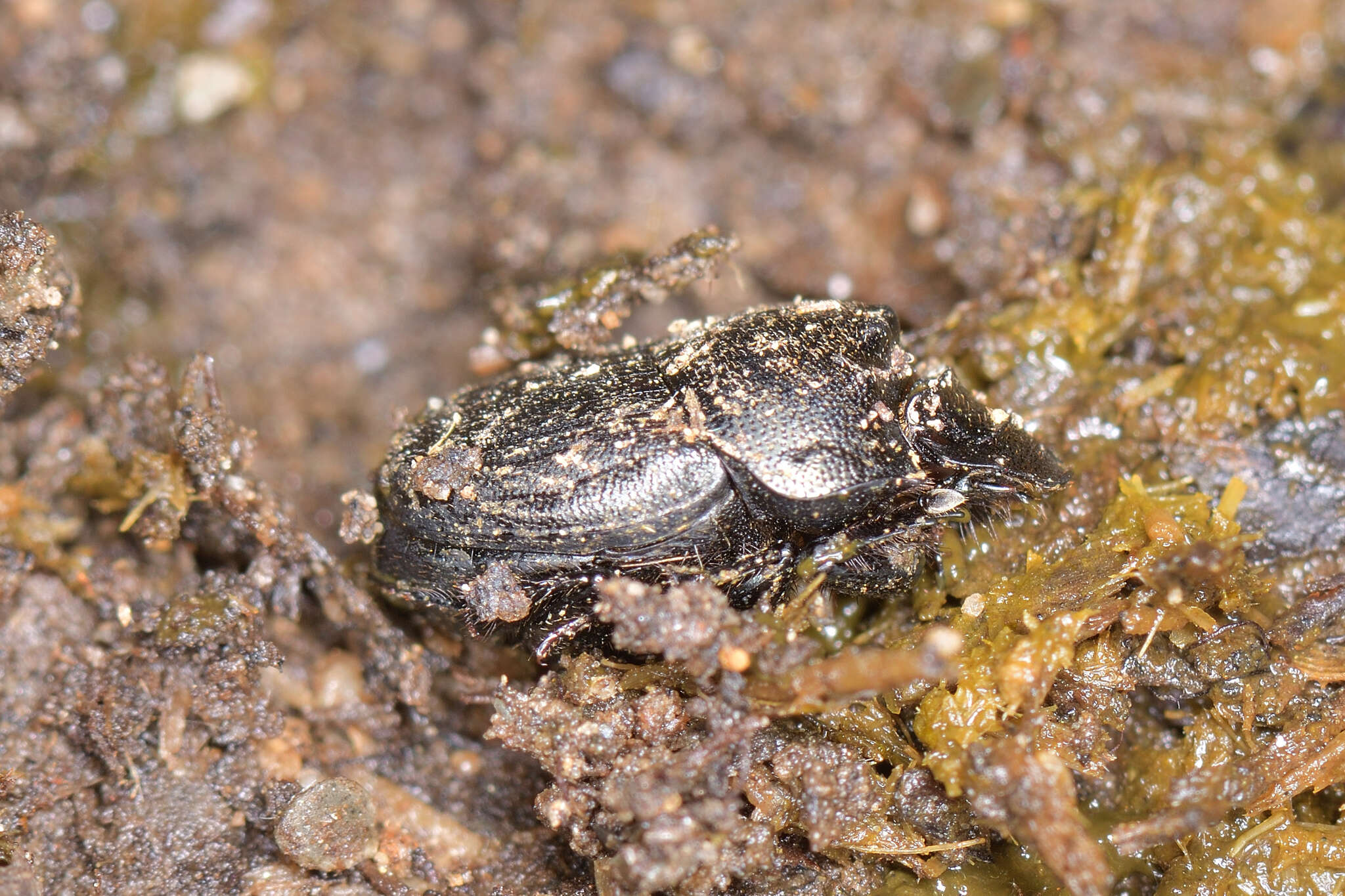 Image of Onthophagus (Amphionthophagus) melitaeus (Fabricius 1798)