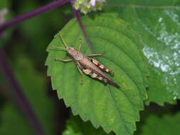 Image of Xenocatantops brachycerus (Willemse & C. 1932)