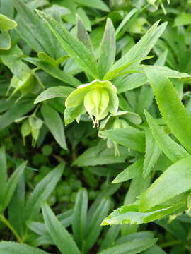 Image of Helleborus dumetorum W. & K. ex Willd.