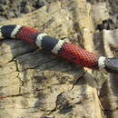 Image of Mertens' Coral Snake