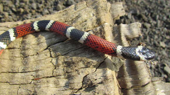 Image of Mertens' Coral Snake