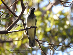 Imagem de Coracina papuensis robusta (Latham 1801)