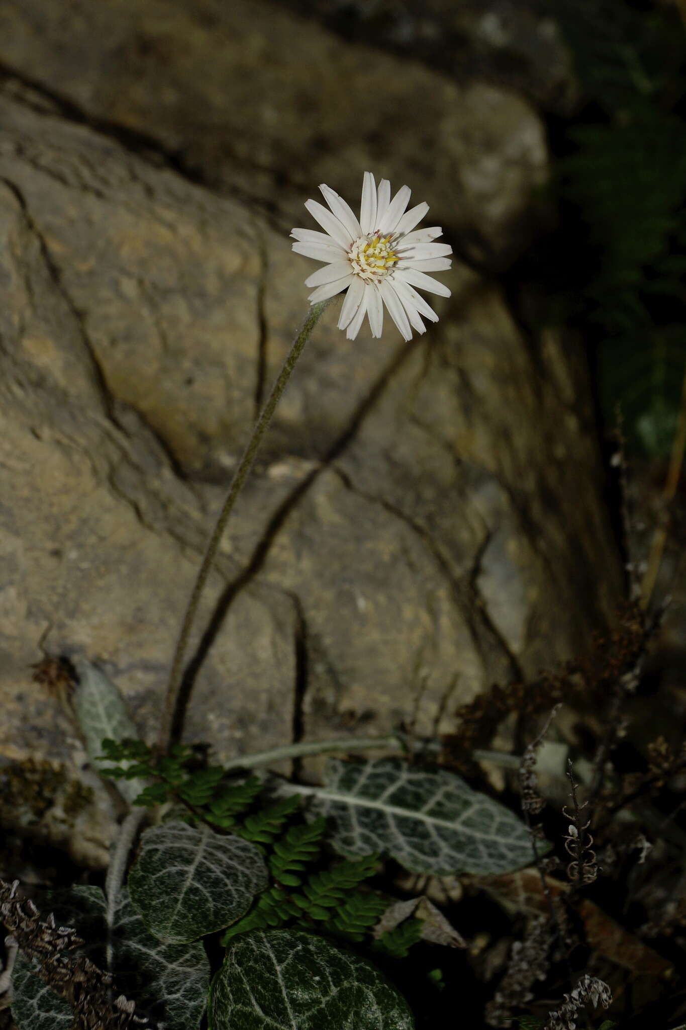 Image of Chaptalia lyratifolia Burkart