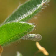 Image of Psyllid