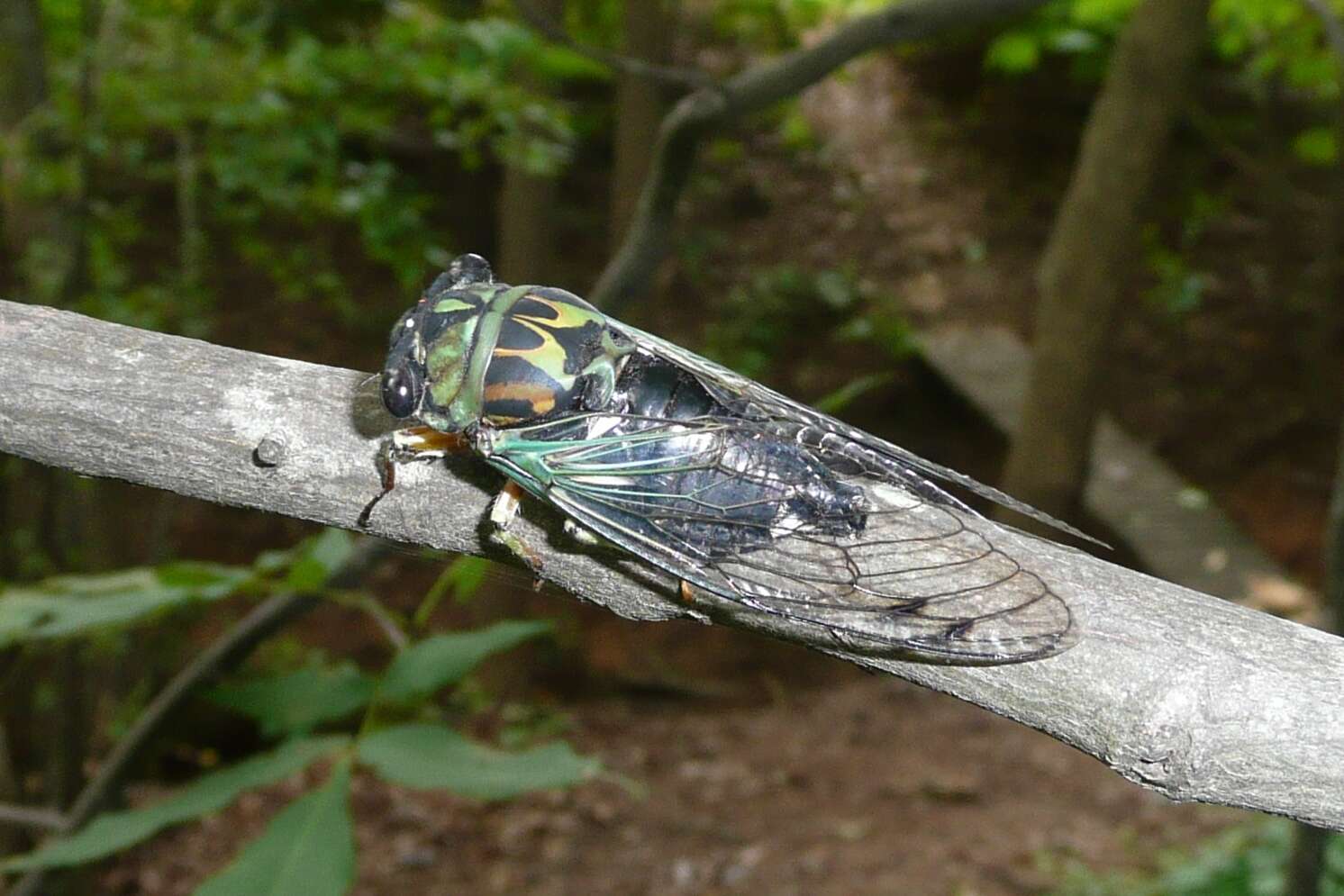 Image of Robinson's Annual Cicada
