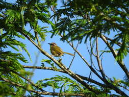 Image of Rufous-capped Warbler