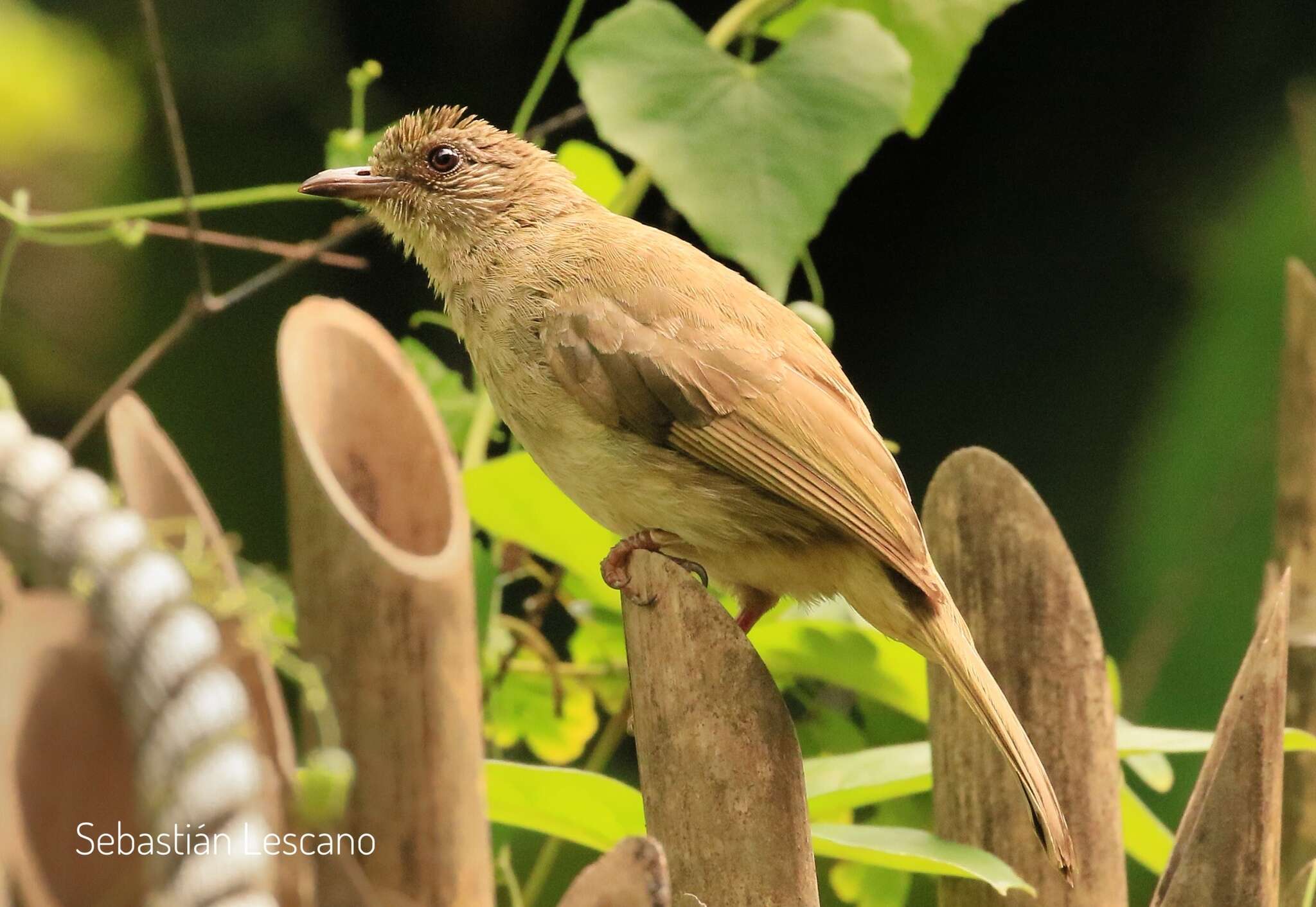 Image of Olive-winged Bulbul