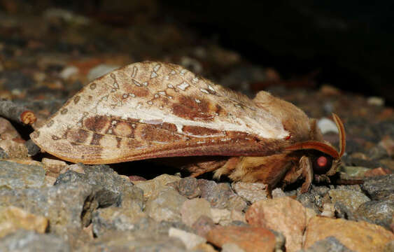 Image of Oxycanus australis Walker 1856