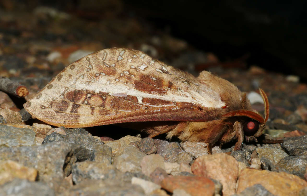 Image of Oxycanus australis Walker 1856