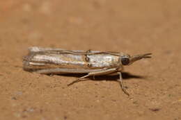 Image of Etiella chrysoporella Meyrick 1879