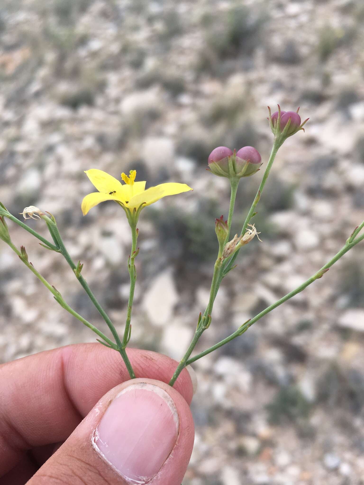 Plancia ëd Menodora scabra Engelm. ex A. Gray