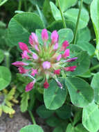 Imagem de Trifolium spumosum L.