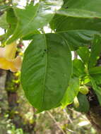 Image of Mandevilla urophylla (Hook. fil.) R. E. Woodson