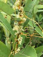 Image of buttonbush dodder