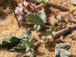 Image de Neurada procumbens L.