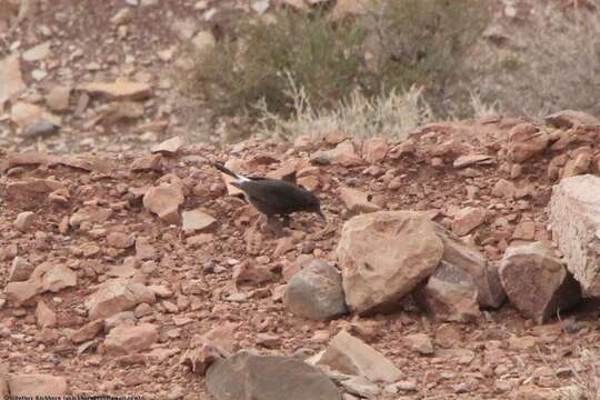 Image of Black Wheatear