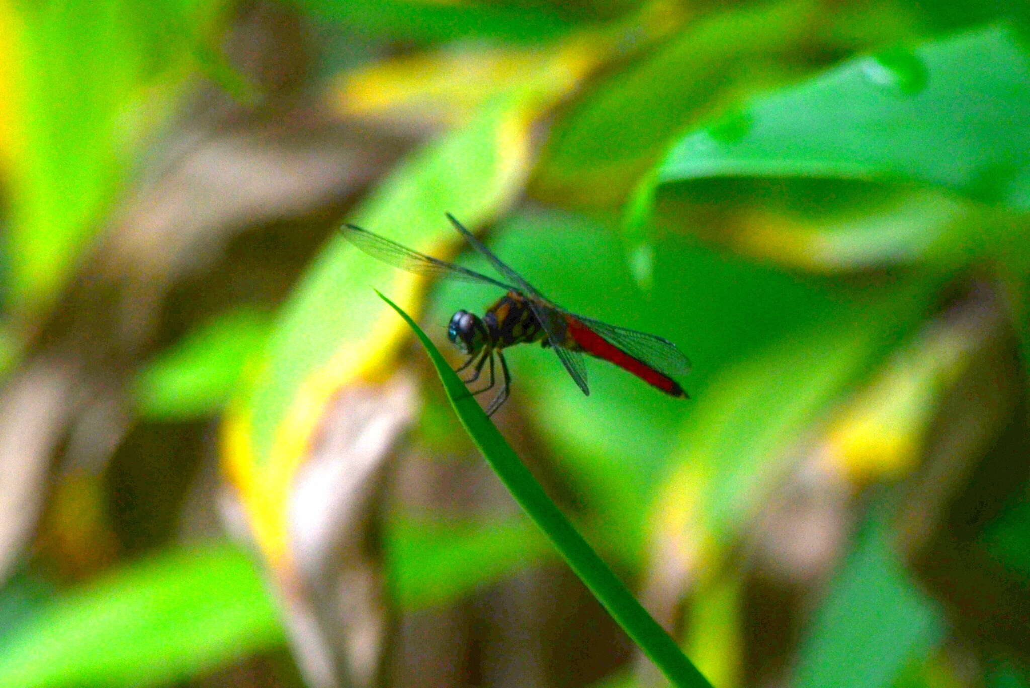 Image of Lyriothemis elegantissima Selys 1883