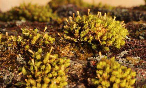 Image of crisped pincushion