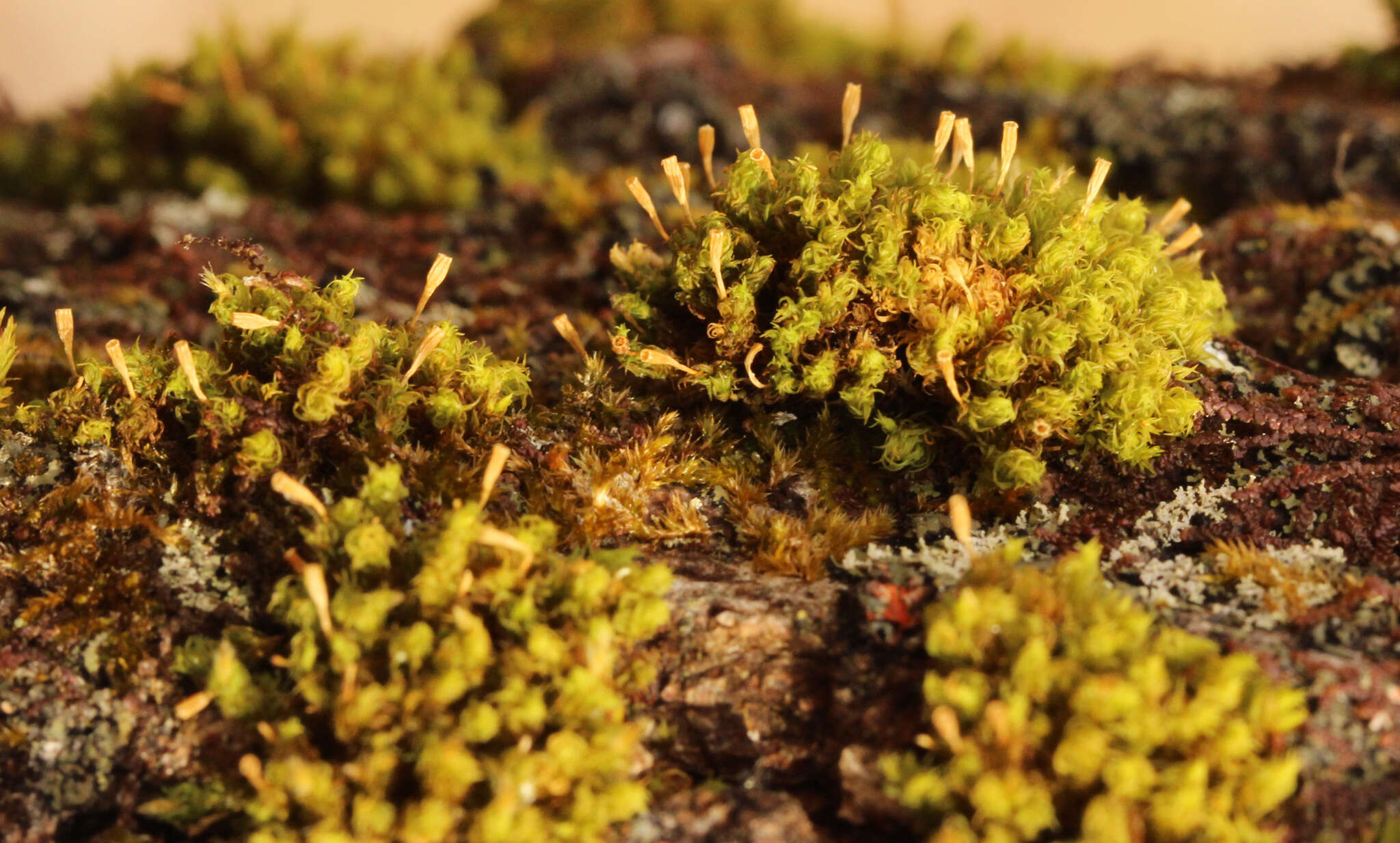 Image of crisped pincushion