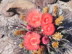 صورة Ferocactus peninsulae (F. A. C. Weber) Britton & Rose