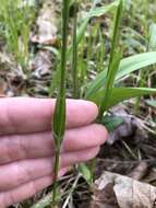 Image of hairy woodrush