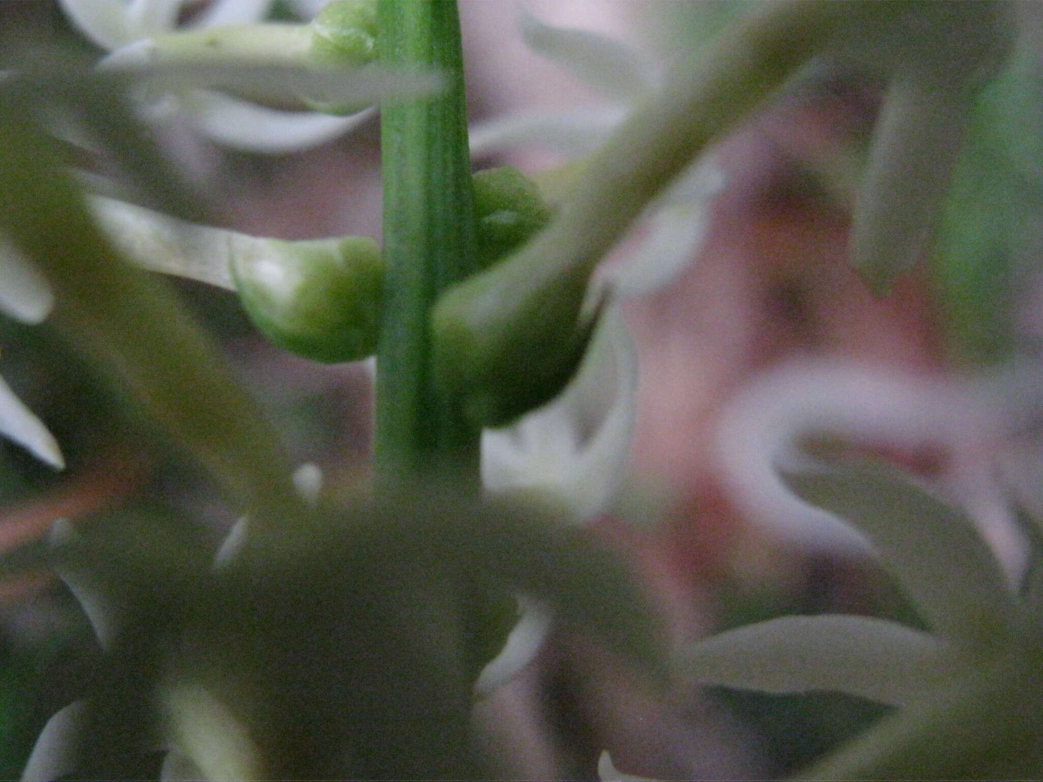 Image of Stackhousia monogyna Labill.