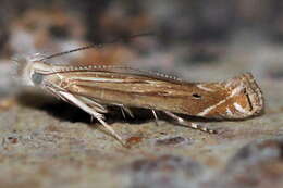 Image of Isophrictis striatella