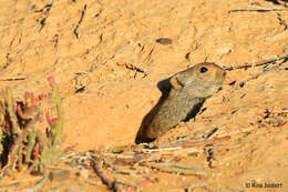 Image of African karoo rats