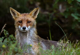 Слика од Vulpes vulpes crucigera (Bechstein 1789)