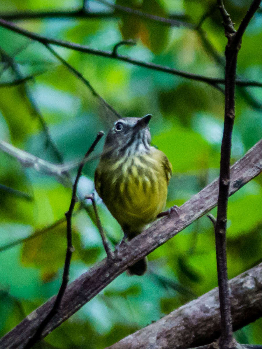 Hemitriccus striaticollis (Lafresnaye 1853)的圖片