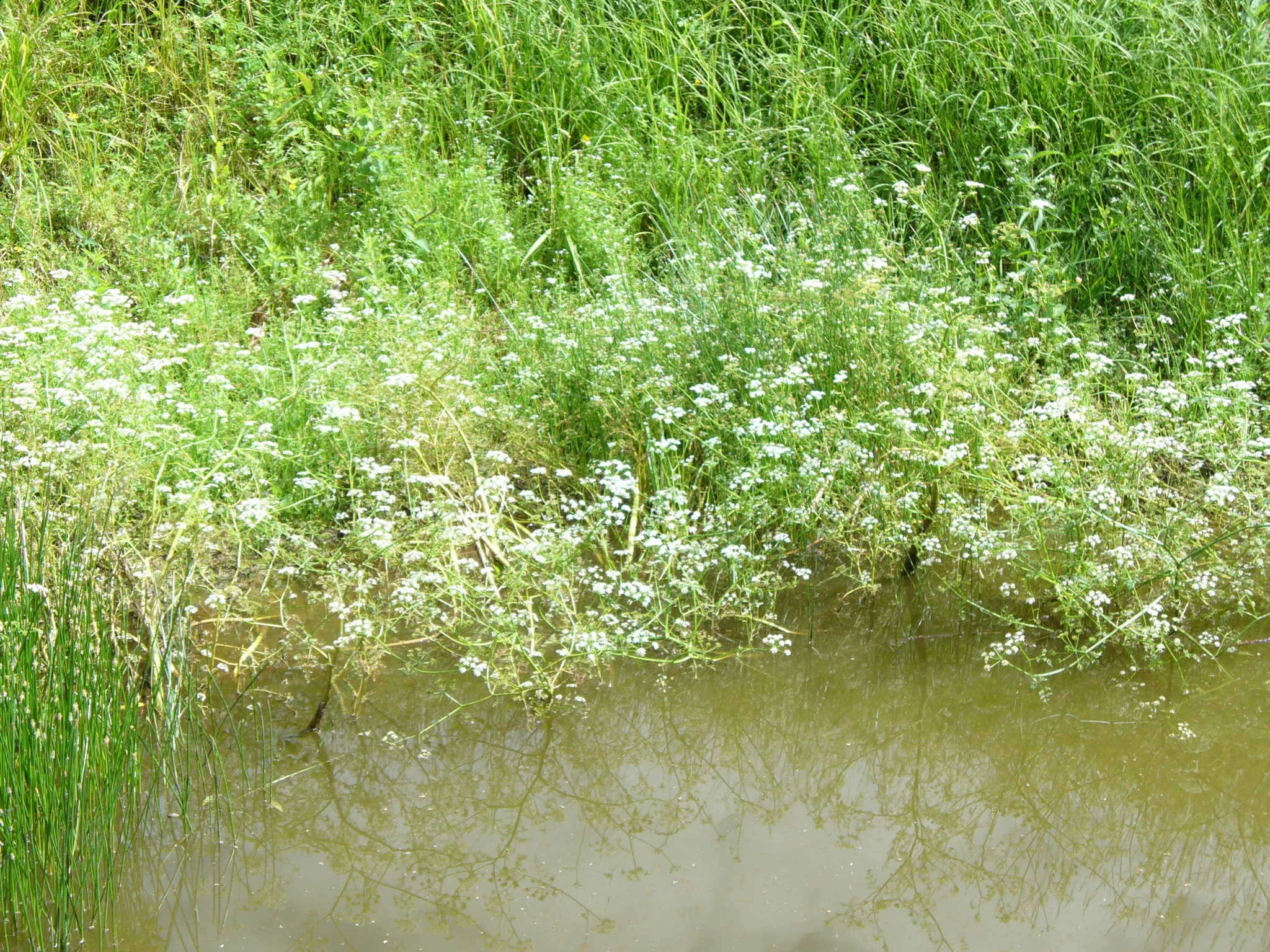 Image of Fine-leaved Water-dropwort