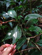 Image of Giant jewel orchid